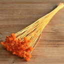 ドライフラワー 花材 即日出荷 セジナボタン オレンジ ドライフラワー スワッグ ブーケ ドライフラワー花束 ドライフラワースワッグ リース アレンジ 花材 素...