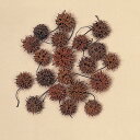 【ポイント10倍中 6/27 09:59迄】 ドライフラワー 花材 とりよせ品 アンバーバーム 木の実 フルーツ 果実 ナッツ ドライ 自然素材 ドライフラワー...