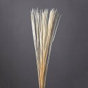 ドライフラワー 花材 即日出荷 ファベリグラス オフホワイト ドライフラワー スワッグ ブーケ ドライフラワー花束 ドライフラワースワッグ リース アレンジ 花...