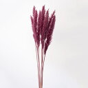 ドライフラワー 花材 即日出荷 テールリード・ミニ カーニバルルージュ パンパス パンパス系 穂 ふわふわ ドライフラワー スワッグ ブーケ ドライフラワー花束...