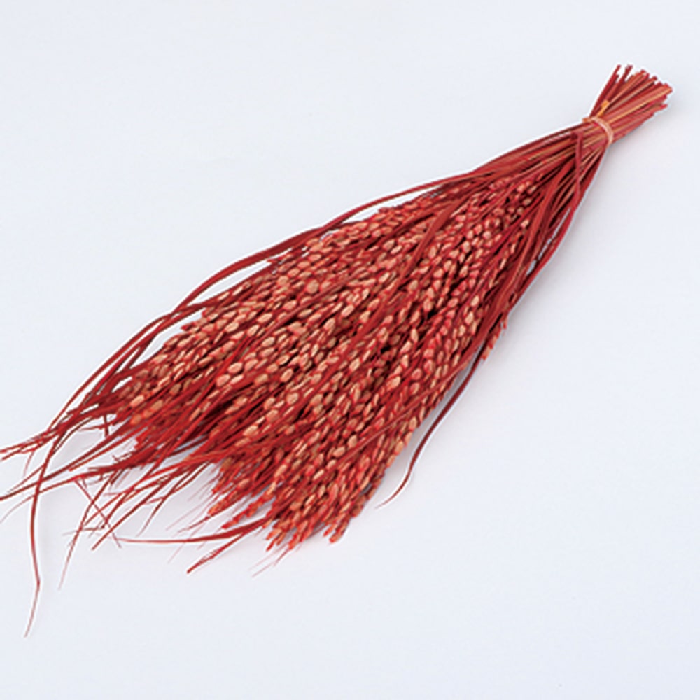 【P10倍 】 ドライフラワー 花材 即日出荷 稲穂ピック レッド 花材 素材 材料 稲穂 しめ縄 お正月 和 縁起物 パーツ 赤 レッド ドライフラワー スワッグ ブーケ ドライフラワー花束 東花