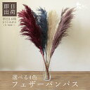 ★P10倍 10/14 20時から★ ドライフラワー 花材 即日出荷 フェザーパンパス 〇 パンパスグラス パンパス系 ふわふわ 穂 ドライフラワー スワッグ ...
