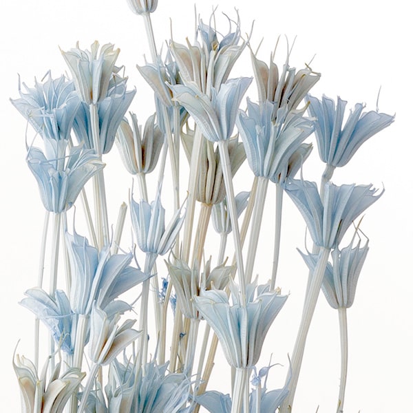 ニゲラの育て方は 種まきから増やし方まで時期に合わせた育て方を解説 暮らし の ニゲラの育て方は 種まきから増やし方まで時期に合わせた育て方を解説 暮らし の