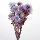 ★P10倍 10/14 20時から★ ドライフラワー 花材 即日出荷 シルバーデージー ブルーパープル ドライフラワー スワッグ ブーケ ドライフラワー花束 ド...