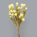 ドライフラワー 花材 即日出荷 シルバーデイジー スプリングイエロー ※画像より色味が少し濃く茎が太い場合があります シルバーデージー 花材 素材 材料 パーツ...