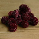 ドライフラワー 花材 即日出荷 ミニチーゼル 赤 実 ドライフラワー スワッグ ブーケ ドライフラワー花束 ドライフラワースワッグ リース アレンジ 花材 素材...