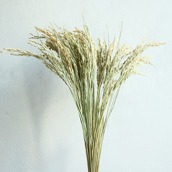 【ポイント3倍!30日限定!】 ドライフラワー 花材 即日出荷 イナホ 〇 ナチュラルグリーン 稲穂 しめ縄 お正月 和 縁起物 インテリア 花材 材料 ディスプレイ 国産 和装 ドライフラワー ブーケ 大地農園