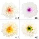 プリザーブドフラワー 花材 とりよせ品 小菊・ミルフィーユ(1箱12輪入り) 花材 素材 パーツ 材料 ドライフラワー 菊 小菊 仏花 和モダン 和風 正月 迎...