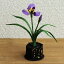 《こどもの日 端午 和雑貨》★即日出荷★リュウコドウ 花菖蒲飾り 和雑貨 端午の節句 五月 節句 こいのぼり 兜 桃太郎 金太郎 パーツ アレンジメント 花資材 装飾 材料 写真撮影 小物 手作り 安い 春