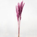 ドライフラワー 花材 即日出荷 【50%OFF】期間限定特価 テールリード エスプリピンク パンパス パンパス系 穂 ふわふわ ドライフラワー スワッグ ブーケ...