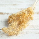 ドライフラワー 花材 即日出荷 モリソニア クリーム ドライフラワー スワッグ ブーケ ドライフラワー花束 ドライフラワースワッグ リース アレンジ 花材 素材...