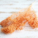 ドライフラワー 花材 即日出荷 モリソニア レンガ ドライフラワー スワッグ ブーケ ドライフラワー花束 ドライフラワースワッグ リース アレンジ 花材 素材 ...