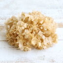 プリザーブドフラワー 花材 即日出荷 ソフトあじさい美咲 ピンクベージュ ベージュ アジサイ あじさい 紫陽花 花びら プリザーブドフラワー スワッグ ブーケ ...