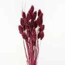 ドライフラワー 花材 即日出荷 【40%OFF】期間限定特価 ポアプランツ ワイン 穂 ドライフラワー スワッグ ブーケ ドライフラワー花束 ドライフラワースワ...