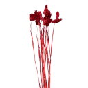 ドライフラワー 花材 即日出荷 カナリーグラス ワイン 穂 ドライフラワー スワッグ ブーケ ドライフラワー花束 ナチュラル ドライフラワースワッグ リース ア...
