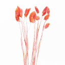 ドライフラワー 花材 即日出荷 カナリーグラス オレンジ 穂 ドライフラワー スワッグ ブーケ ドライフラワー花束 ナチュラル ドライフラワースワッグ リース ...
