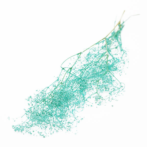 《 ドライフラワー 花材 》 ☆即日出荷☆アスカ ミニカスミ ターコイズ かすみ カスミ かすみ草 カスミ草 ドライフラワー スワッグ ブーケ ドライフラワー花束 ナチュラル ドライフラワースワッグ リース アレンジ 花材 素材 材料 パーツ アレンジメント 卸