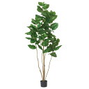 フェイクグリーン 観葉植物 とりよせ品 【メーカー直送品】ウンベラータ(ポット付) 180cm 《代引決済・他商品と同梱不可》 観葉植物 1.8m 大型 おしゃ...