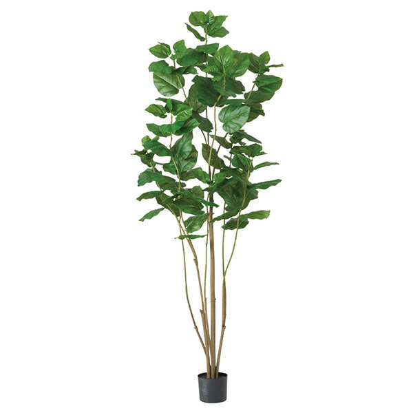 《 フェイクグリーン 観葉植物 》 ◆とりよせ品◆Asca(アスカ) 【メーカー直送品】ウンベラータ(ポット付) 220cm《代引決済・他商品と同梱不可》 観葉植物 2.2m 大型 おしゃれ 人工観葉 インテリア インテリアフラワー フェイクフラワー シルクフラワー 春