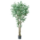 《 フェイクグリーン 観葉植物 》◆とりよせ品◆Asca(アスカ) 【メーカー直送品】ユーカリ(ポット付) 180cm《代引決済・他商品と同梱不可》 グリーン観葉植物 1.8m 大型 おしゃれ 人工観葉 春