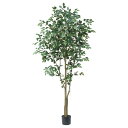 【ポイント10倍中 7/11 09:59迄】 フェイクグリーン 観葉植物 とりよせ品 【メーカー直送品】ファイカス(ポット付) 225cm《代引決済・他商品と同梱不可》 観葉植物 2m 大型 おしゃれ 人工観葉 インテリア インテリアフラワー 安い アスカ ASCA アスカ商会