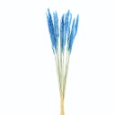 ドライフラワー 花材 即日出荷 GPテールリード ドライ ライトブルー 穂 ドライフラワー スワッグ ブーケ ドライフラワー花束 パンパス パンパス系 パンパス...