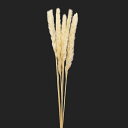 ドライフラワー 花材 即日出荷 テールリード ベージュ スワッグ 髪飾り 花材 パーツ 材料 花束 ブーケ パンパス系 おしゃれ ディスプレイ ふわふわ ドライ...