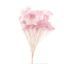 プリザーブドフラワー 花材 即日出荷 モリソニア エンジェルパープル プリザーブドフラワー スワッグ ブーケ ドライフラワー 花束 リース アレンジ 花材 素材...