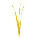 【ポイント10倍中 7/11 09:59迄】 ドライフラワー 花材 即日出荷 ココリーフ イエロー ドライフラワー スワッグ ブーケ ドライフラワー花束 ドライ...