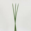 造花 グリーン とりよせ品 フレックグラス(6枚/袋) フェイクグリーン インテリアグリーン リーフ パーツ インテリアフラワー フェイクフラワー シルクフラワ...