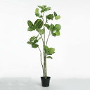 【ポイント10倍中 7/11 09:59迄】 フェイクグリーン 観葉植物 【メーカー直送品】 ウンベラータポット 168cm《代引不可・他商品との同梱不可》 観...