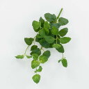 【ポイント10倍中 7/11 09:59迄】 造花 グリーン とりよせ品 ミントバイン フェイクグリーン インテリアグリーン リーフ ハーブ パーツ インテリア...