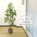 フェイクグリーン 観葉植物 とりよせ品 【メーカー直送品】 シェフレラポット 148cm《代引不可・他商品との同梱不可》 観葉植物 1.5m 大型 人工観葉 ア...