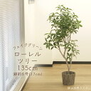 フェイクグリーン 観葉植物 とりよせ品 【メーカー直送】ローレルツリー(ポット付)135cm《代引不可・他商品との同梱不可》 観葉植物 1.3m 大型 安い ア...