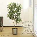フェイクグリーン 観葉植物 とりよせ品 【メーカー直送】ローレルツリー(ポット付)158cm《代引不可・他商品との同梱不可》 観葉植物 1.5m 大型 安い ア...