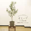 フェイクグリーン 観葉植物 とりよせ品 【メーカー直送品】オリーブ(ポット付)115cm《代引決済・他商品と同梱不可》 観葉植物 1m おしゃれ 人工観葉 アス...
