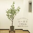 フェイクグリーン 観葉植物 とりよせ品 【メーカー直送品】ユーカリ(ポット付) 150cm《代引決済・他商品との同梱不可》 観葉植物 1.5m 大型 安い 春 ...