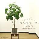フェイクグリーン 観葉植物 とりよせ品 【メーカー直送品】ウンベラータ(ポット付) 120cm《代引決済・他商品と同梱不可》 観葉植物 1.2m おしゃれ 春 ...