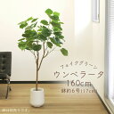 フェイクグリーン 観葉植物 とりよせ品 【メーカー直送品】ウンベラータ(ポット付) 145cm《代引決済・他商品と同梱不可》 観葉植物 1.4m おしゃれ 春 ...