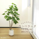 フェイクグリーン 観葉植物 とりよせ品 【メーカー直送品】ウンベラータ(ポット付)《代引決済・他商品と同梱不可》 観葉植物 1.5m 150cm 大型 安い ア...