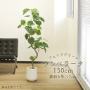 フェイクグリーン 観葉植物 とりよせ品 【メーカー直送品】ウンベラータ(ポット付)《代引決済・他商品と同梱不可》 観葉植物 1.5m 150cm 大型 安い ア...