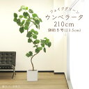 フェイクグリーン 観葉植物 とりよせ品 【メーカー直送品】ウンベラータ(ポット付)《代引決済・他商品と同梱不可》 観葉植物 2m 210cm 大型 おしゃれ ア...