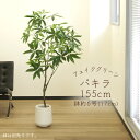 フェイクグリーン 観葉植物 とりよせ品 【メーカー直送品】パキラ(ポット付)《代引決済・他商品と同梱不可》 観葉植物 1.5m 155cm 大型 おしゃれ 春 ...