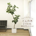 フェイクグリーン 観葉植物 とりよせ品 【メーカー直送品】ゴムの木(ポット付)《代引決済・他商品と同梱不可》 観葉植物 2m 210cm 大型 おしゃれ 春 ア...