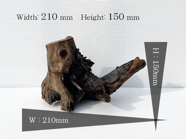 流木 煮沸 アク抜き 人気上昇中 山口県の日本海を中心に採取した自然流木 アクアリウム ビバリウム ウィローモス用等 活着 水槽のレイアウト 自然流木 大型流木 Lサイズ など 水槽流木 ボトリウム