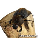 ヘラクレスオオカブト メス ヘラクレスヘラクレス 外国産 販売 生体 成虫 昆虫 飼育 観賞 ブリード 個体 サイズ選択可 ヘラヘラ D.Hヘラクレス カブトムシ かぶと かぶとむし めす ♀ 単品