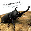 r-kiiro:10002934のサンプル画像3
