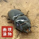 ダイオウヒラタクワガタ メス 【東ジャワ・イジェン】ブリード個体 外国産 販売 生体 成虫 昆虫 飼育 観賞 ヒラタクワガタ