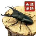 特大 ヒラタクワガタ オス 【山口県産】 大型 WD個体 (現物個体) 国産 販売 生体 成虫 昆虫 飼育 観賞 本土ヒラタ 採集個体 平鍬形 クワガタムシ