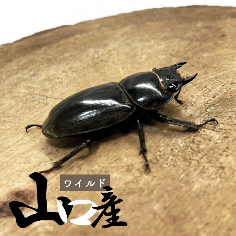 ダイオウヒラタクワガタ 東ジャワ ♂85ミリペア WILD ダイオウヒラタクワガタ 東ジャワ ♂85ミリペア WILD